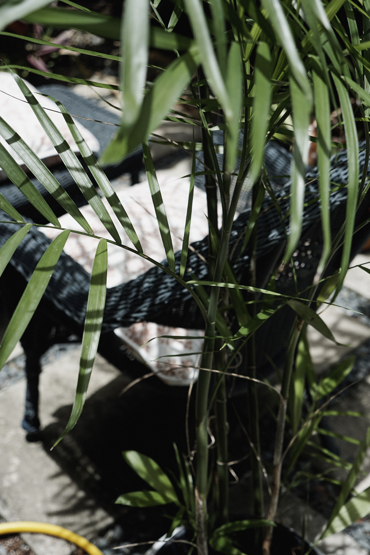 Untitled (The dispensary for – go outside and get some fresh air)